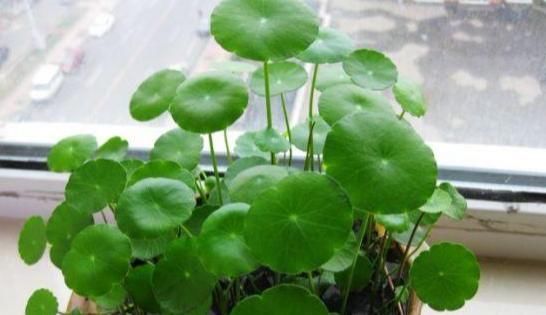  盆栽|初次尝试养花选什么植物好？盆栽此4款，搁室内漂亮又好养