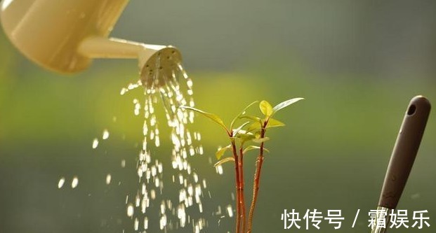 修剪|喜欢养花,先戒掉7个坏习惯,不然啥花也养不好,你占了几个