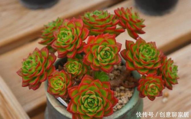 一要|多肉红不红就靠2点,一要看养护,二要看摆放,才能养出美状态