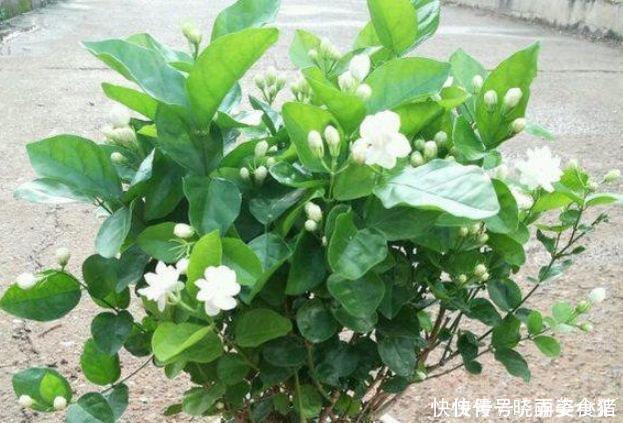 4种花好养又漂亮，美成了花园，漂亮好养，开花多，养家里太棒了