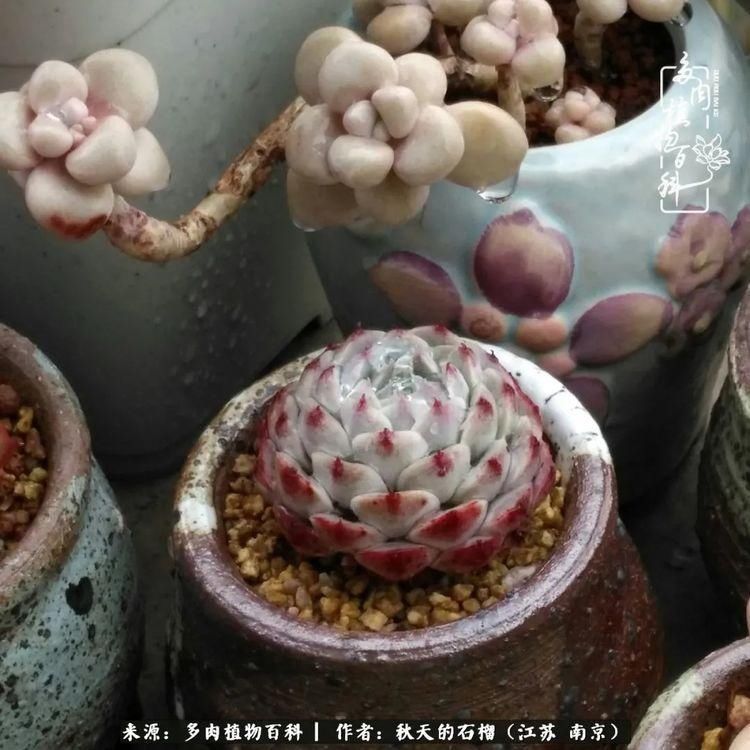 渡劫归来的肉肉,谁是谁的前世,谁又成了谁的今生