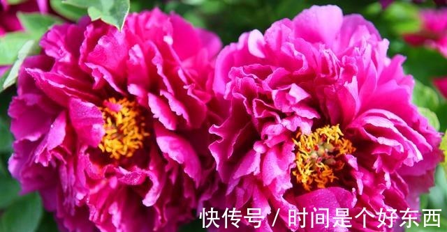 名花|被誉为我国十大名花之首，花色艳丽，香味扑鼻，雍容华贵还好养！