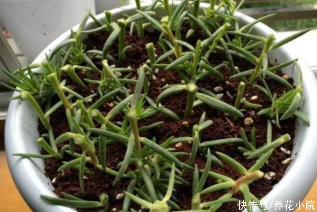 太阳花|4种漂亮的花，天热也能扦插，根本不用买