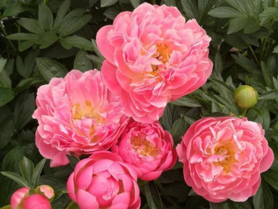 喜欢菊花,不如养盆彩蝶,花开清香扑鼻,花姿优雅,太美了