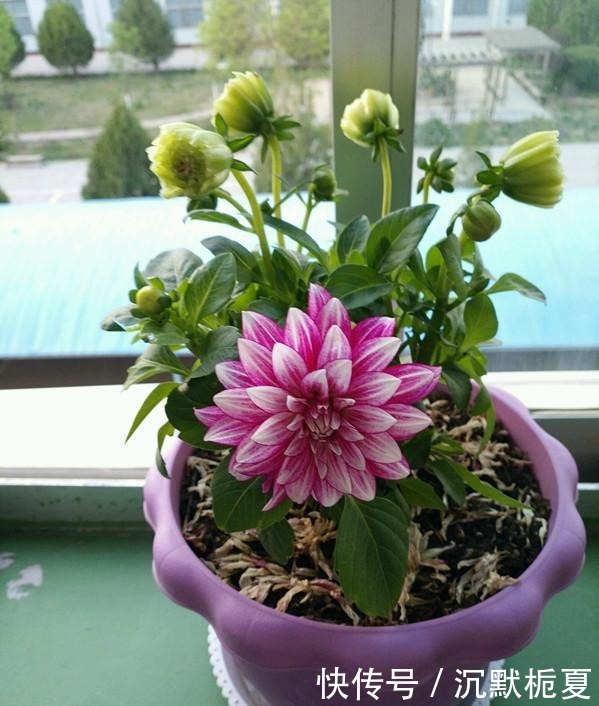 一款很漂亮的世界名花,不输牡丹,花期长,植株低矮,盆栽也可以!