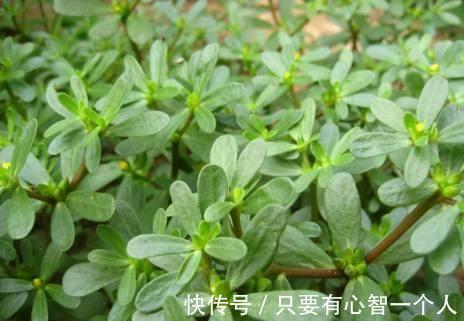 大肚腩|女人不想大肚子,水桶腰,3种野菜,刮油清脂,减肥,甩掉大肚腩