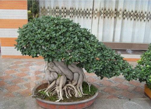 2种“镇宅树”,新年养1盆,“财运”越来越旺,观赏价值还高!