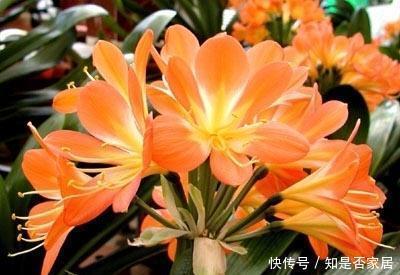 冬天养君子兰,3个动作催一催,叶片挺拔如折扇,开出层叠群花!