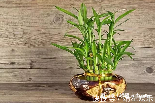 8种与“财”有关的植物，家里养几盆，招财旺宅，人人都喜欢！