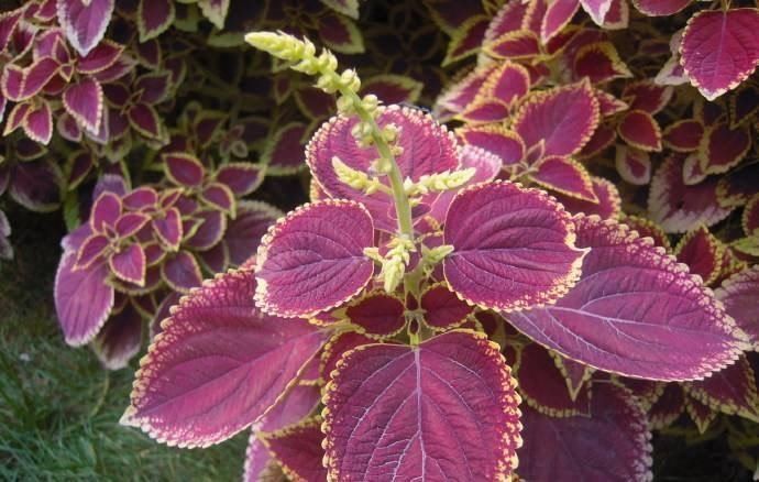 枝条|这6种花,要经常“摘心”,分枝多开花多,株形更丰满