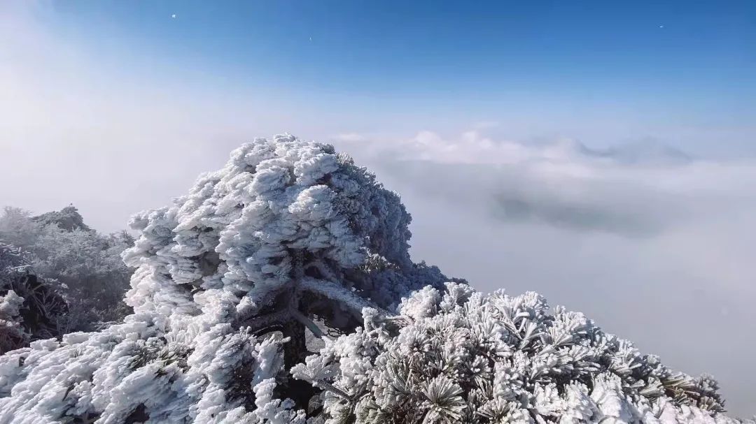 白鹤尖|玉树琼花！今日份白鹤尖雾凇到货