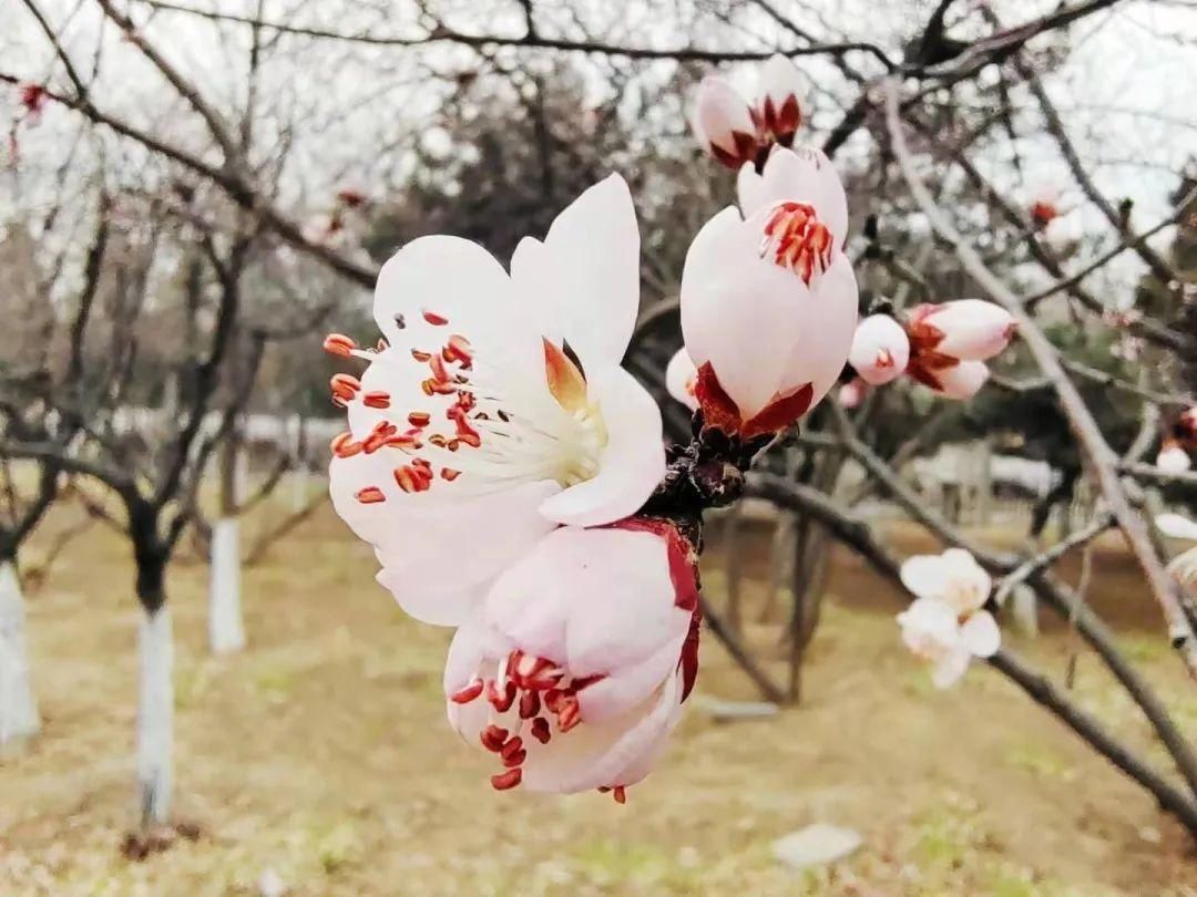 是的，花开了！