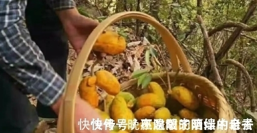 童年记忆|80后农村娃常吃的野果,如今已不允许折枝采摘,有钱也难买到