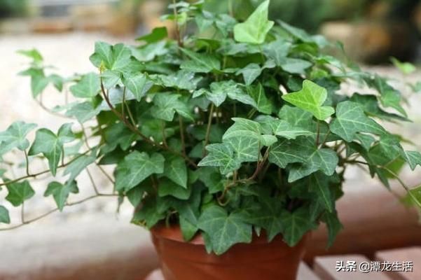 天竺葵|最容易在夏季淹死的五种花，不光管住手，还要注意这几条