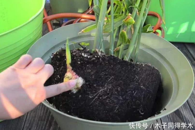 盆栽|阳台种生姜,只用泡沫箱,挖出几十斤,轻松收货“姜山”