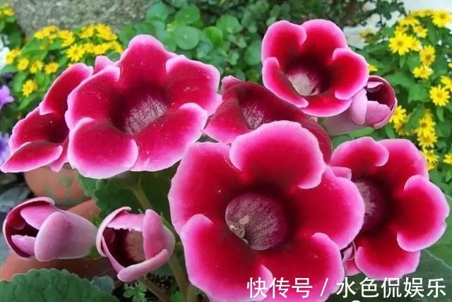 春天适合养“3种花”,立夏就“开花”,人见人爱,那叫一个美!