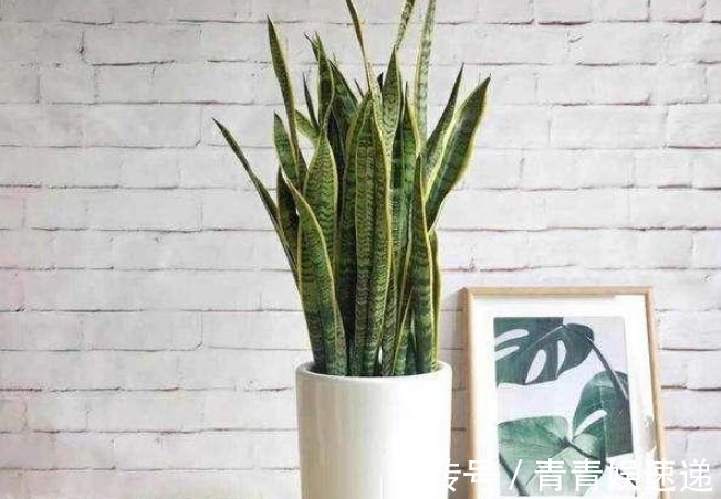 养花不必多,这4种花镇宅又养人,有钱人都在养,尤其最后一种!