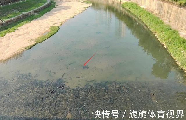 河道|深圳一河道大鱼“成灾”,却只拿来喂猫,附近人说没人吃也没人要
