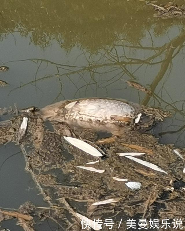 药鱼|南康一河道,夜晚大量河鱼靠岸,附近钓鱼人:好几斤的大鱼都有
