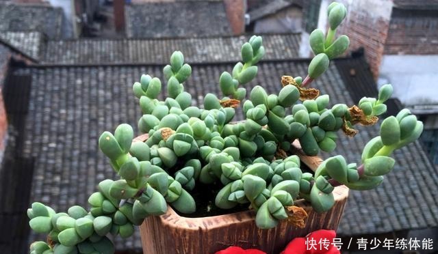 鹿角海棠这样养，爆盆长成“老桩树”，不皱不裂，状态迷人还开花！