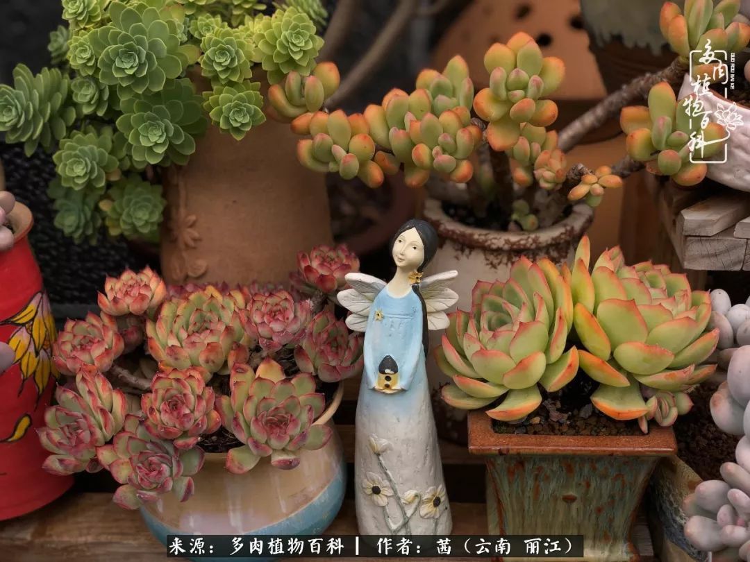一年四季不同景，一院多肉陪我后半生！