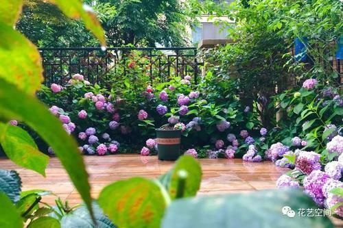 光照|“最累”的8种花,花开连续几个月,一次开花几百朵!