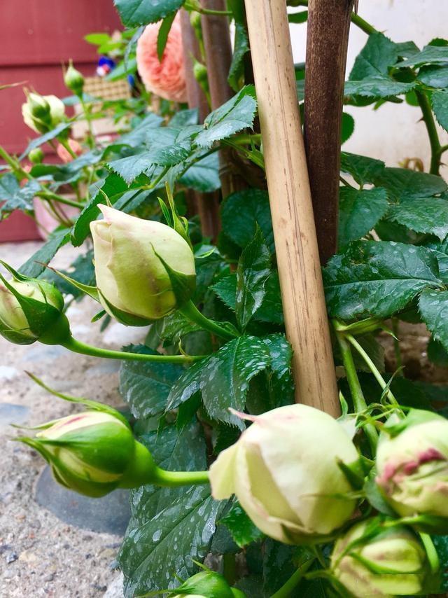 同样地栽的月季红龙和粉龙,红龙长盲枝不开花,而粉龙开花咋回事