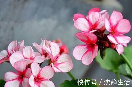这6种花，夏天要休眠，浇水越多死得越快