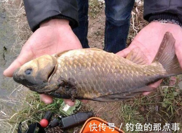 早春钓鲫,钓友记住这4点,保证你一钓一个准,鲫鱼一顿狂拉