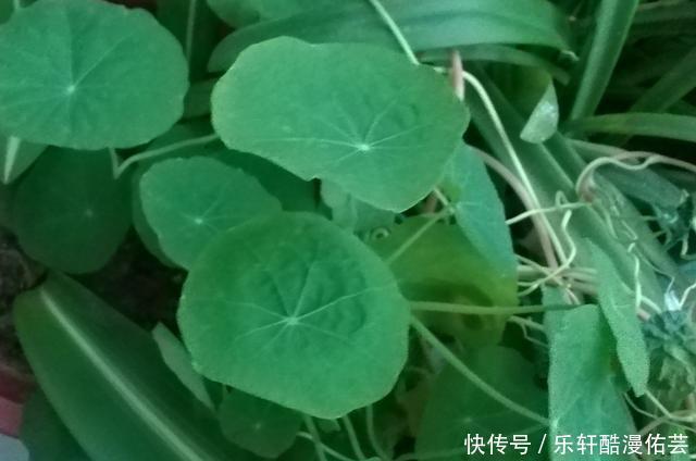 金丝荷叶花。不开花,看叶子也挺好看的