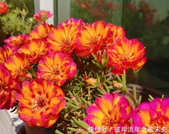 阳台养盆它，比多肉还好养，开花五颜六色，四季有花看