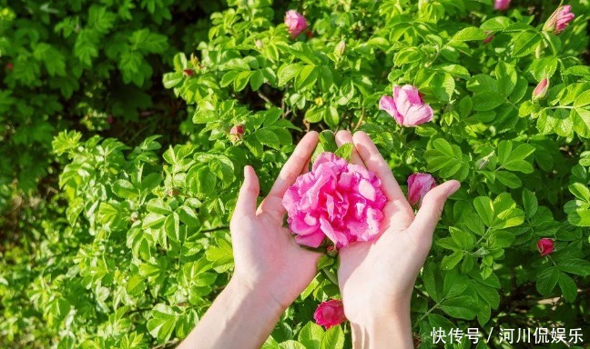 蒲公英泡水|51岁女子,因一壶蒲公英水,被送进医院,蒲公英4大禁忌要知晓