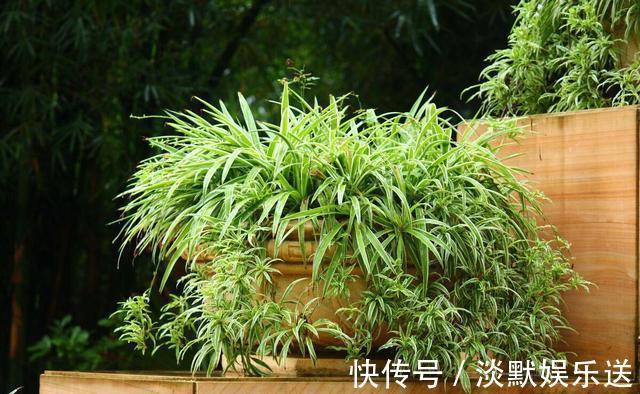 肥沃|10月养吊兰，多做这“1步”，匍匐茎蹭蹭长，叶绿又大，长爆盆