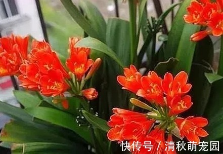 君子兰迟迟不开花,就用这3招,一年开花两三次,年年开爆盆