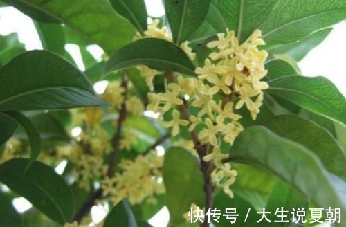 4种旺运花,吉祥添富贵,养家里1盆,开花富贵、聚财运