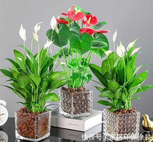 吊兰|居家养花,老花农都喜欢这3种,除尘除菌真养人