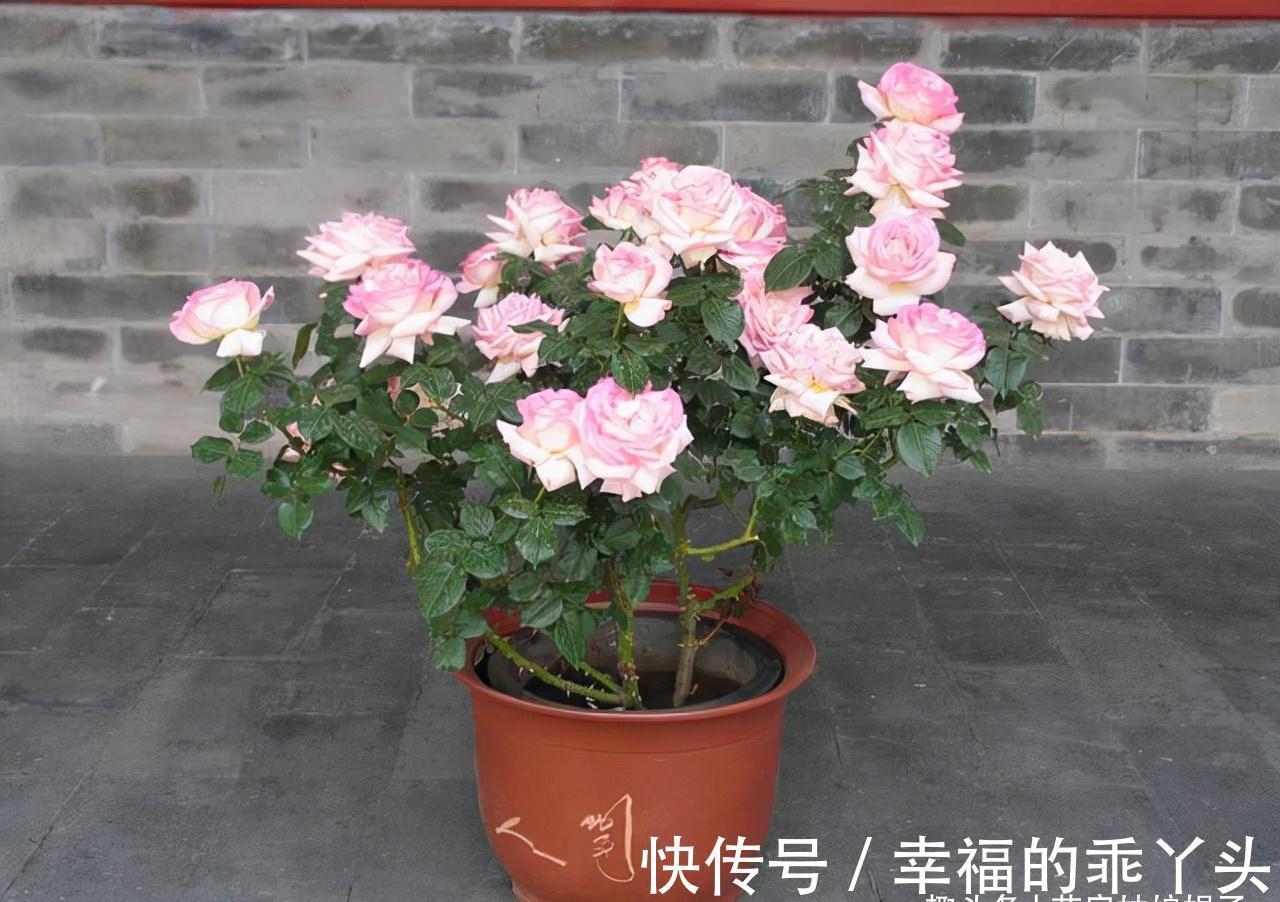 在家中养殖月季的窍门：不要再扯月季花的黄叶了，否则长势会变弱