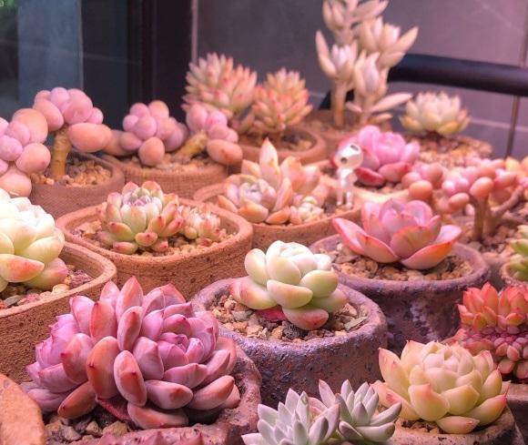 草炭土|最好养的景天科多肉，种到土里不用管，毛细根蹭蹭扎到土里