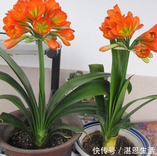 想要君子兰开花，有一个小方法，叶片蹭蹭长得快，花开的漂亮极了