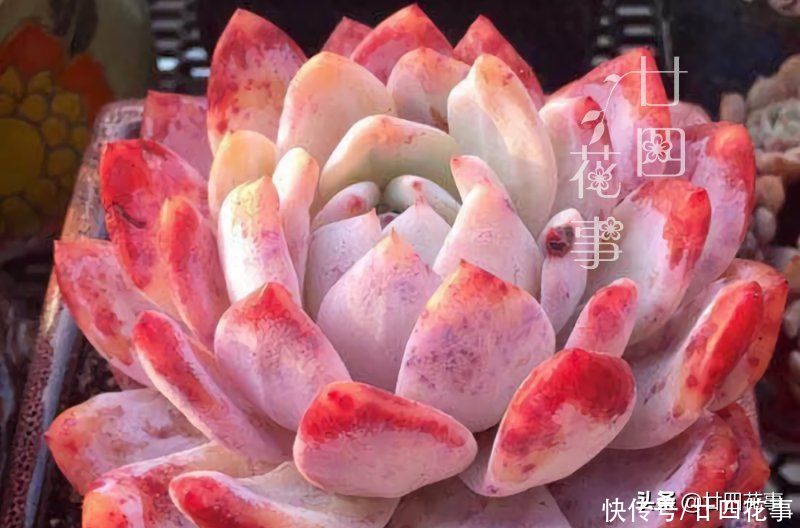 肉肉|多肉烂根变萎蔫，逃不过3个原因，对症处理恢复快