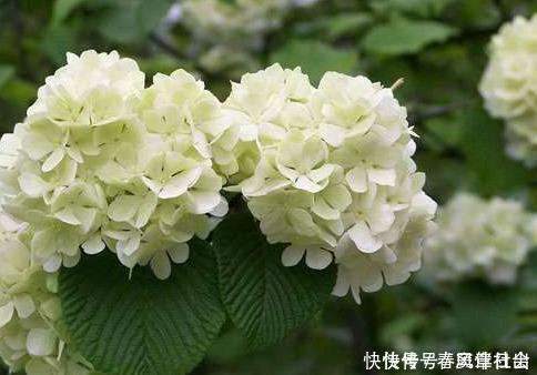 花卉|养护花卉，就养极耐寒，不怕热的花卉，好养易爆盆，美极了！