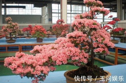 杜鹃花年年买就是养不活掌握4点技巧，一盆养成老桩当传家宝