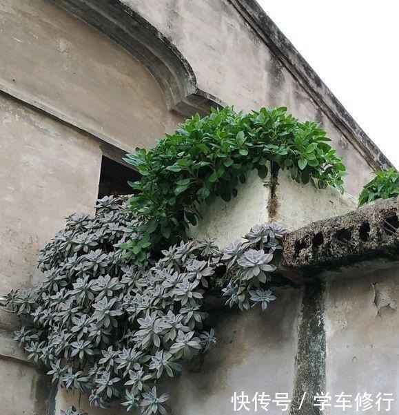 致敬张阿婆,一养十八年,宝石花盆栽成了“墙栽”,胜过九成老桩!