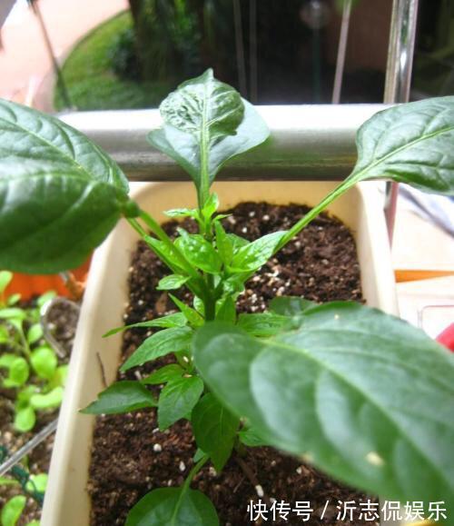 她在花盆里种了棵辣椒,一年能结7、8斤,第二年长成盆景,又结果