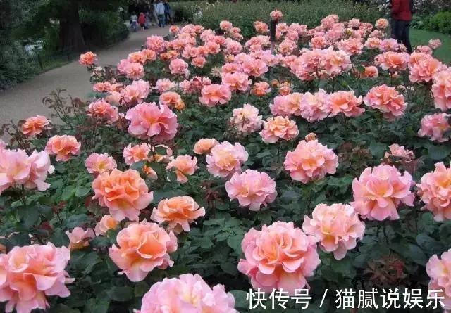 这9种花园，随便1个都美上天了，有一种这辈子就满足了！