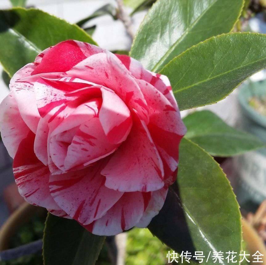 花友们|越养越升值的6种花，养花相当于赚钱，你养了吗？