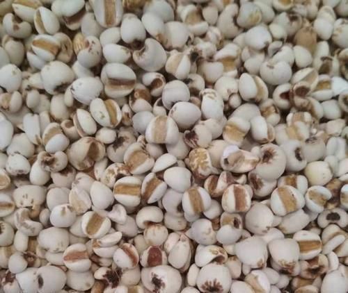 薏米|这植物和薏米长得相似,以前多用来做手串,现在成了稀罕物