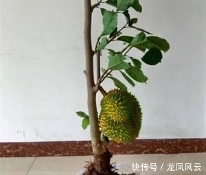 榴莲在家种,“果核”埋土里,冒出嫩芽绿油油,不愁吃榴莲了