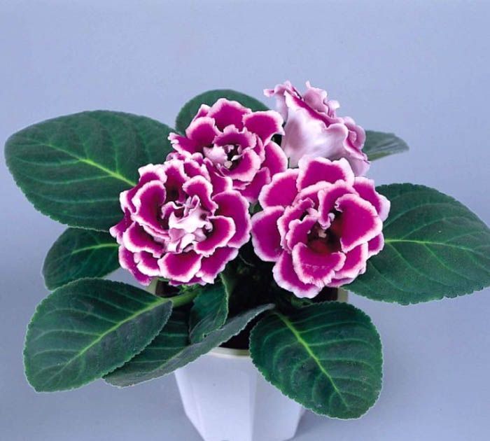 重瓣落雪泥,开花后颜色特别艳丽媲美牡丹