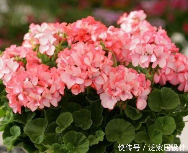 4种花是花中大美女,开花量超大,还能散发浓郁香气